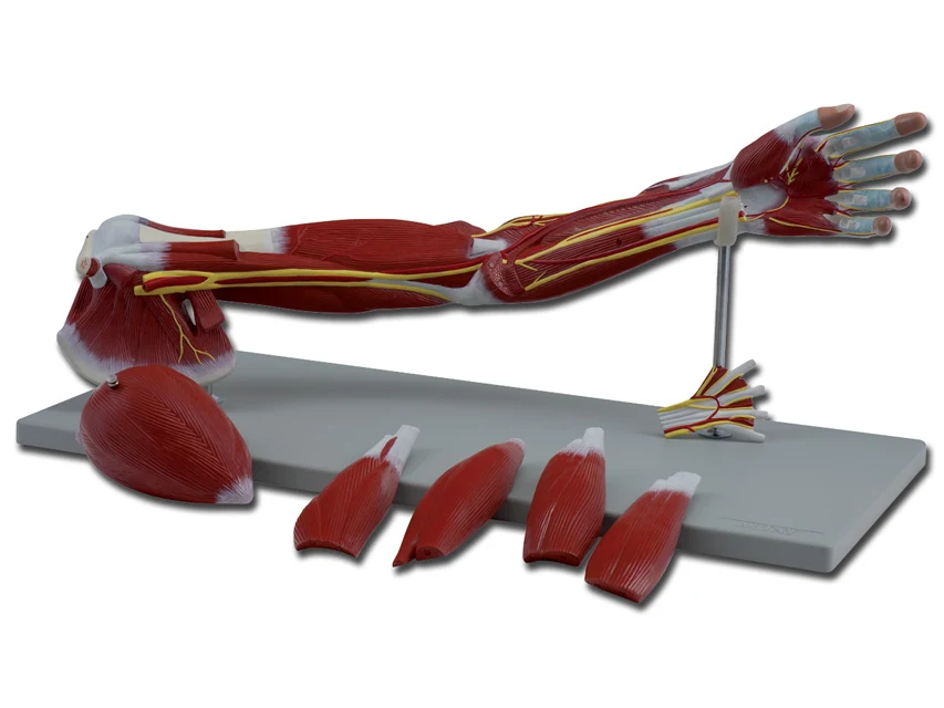 Anatomisk armmodell med sju delar