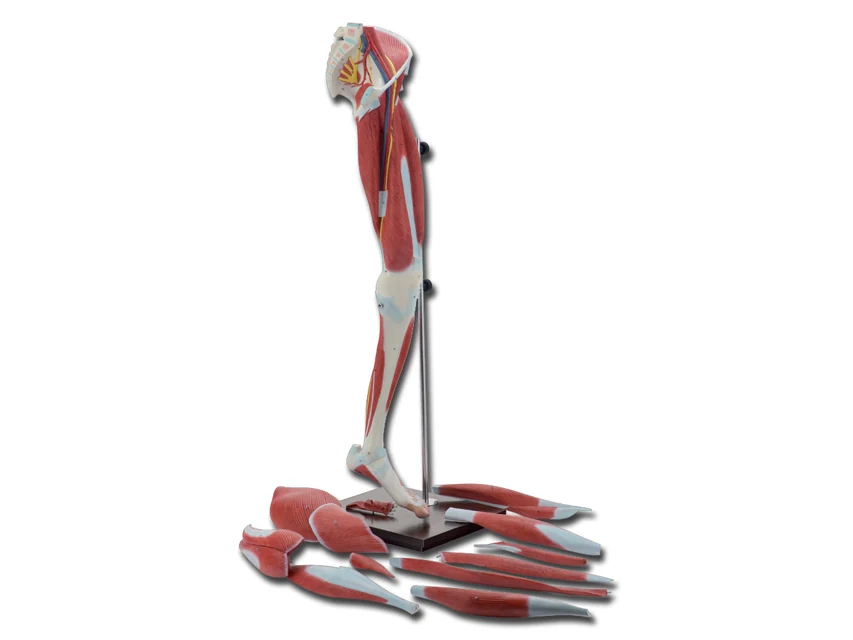 Anatomisk benmodell med tretton delar