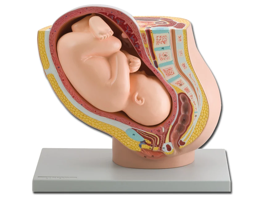 Anatomisk graviditetsmodell