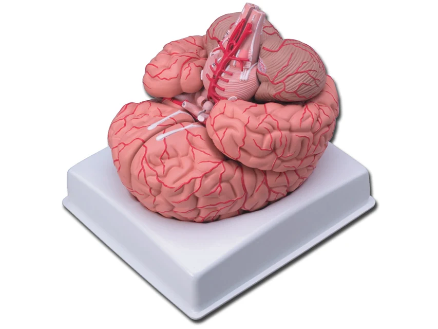 Anatomisk hjärnmodell med artärer