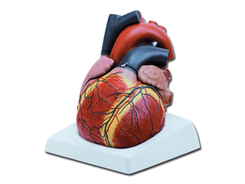 Anatomisk hjärtmodell med fyra delar