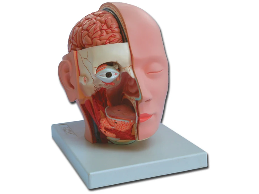 Anatomisk huvudmodell, 4 delar