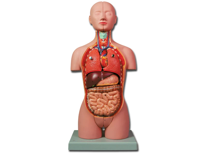 Anatomisk minitorso med 16 delar, ljus hudton