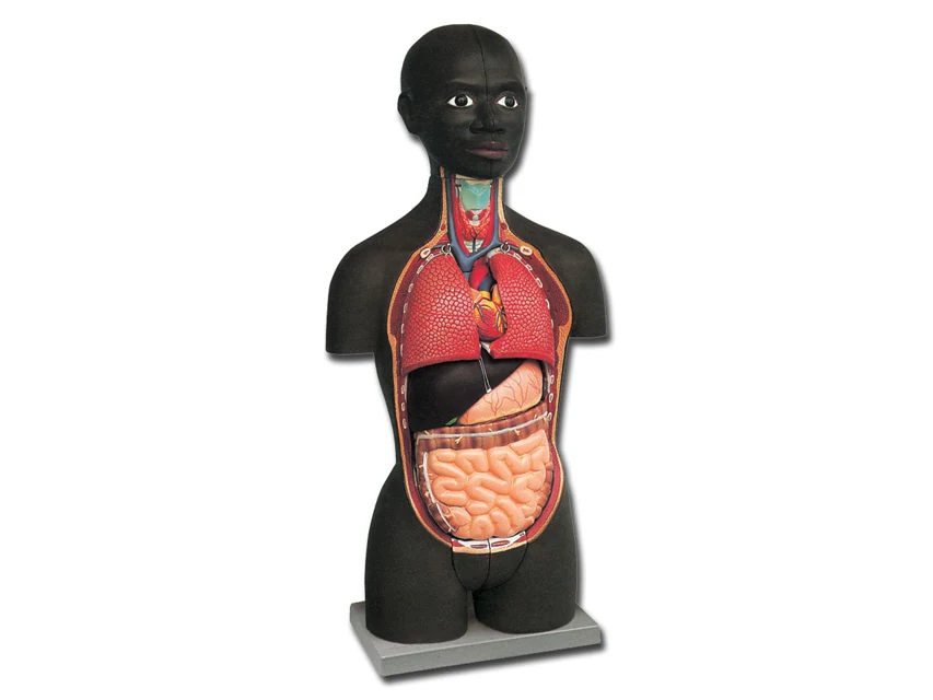 Anatomisk minitorso med 16 delar, mörk hudton