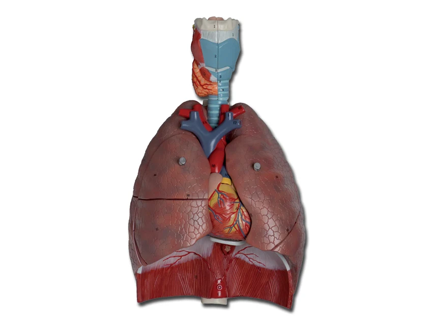 Anatomisk modell av andningsorganen
