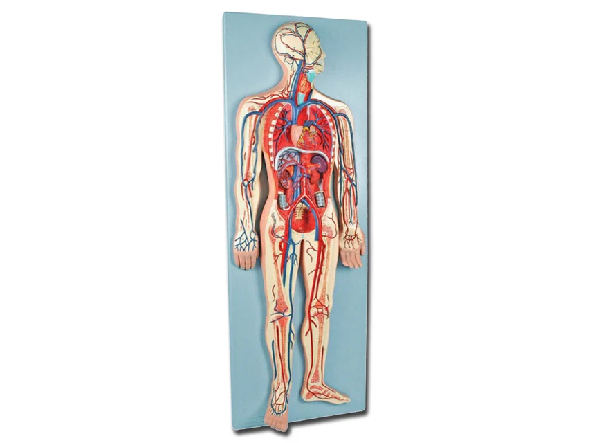 Anatomisk modell av kärlsystemet