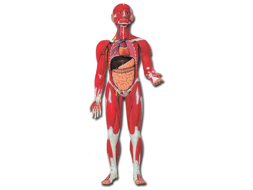 Anatomisk muskelmodell med 30 delar