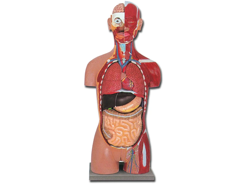 Anatomisk muskeltorso med 28 delar