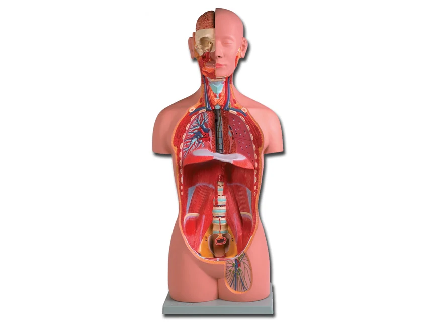 Anatomisk torso med 16 delar