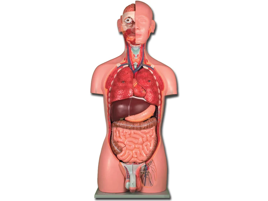 Anatomisk torso med 25 delar