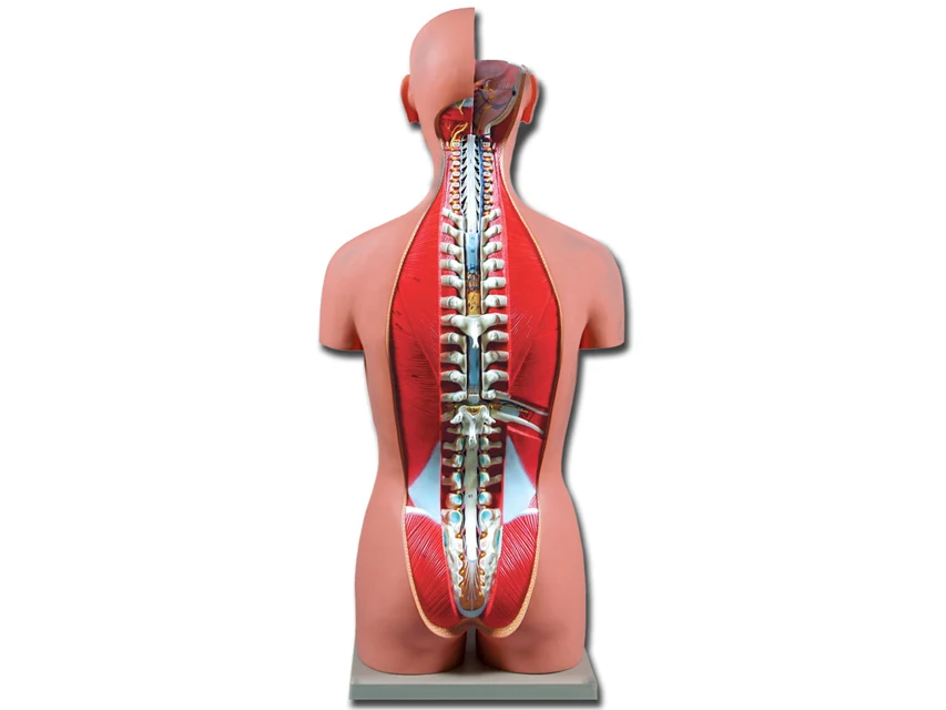 Anatomisk torso med öppen rygg, 27 delar