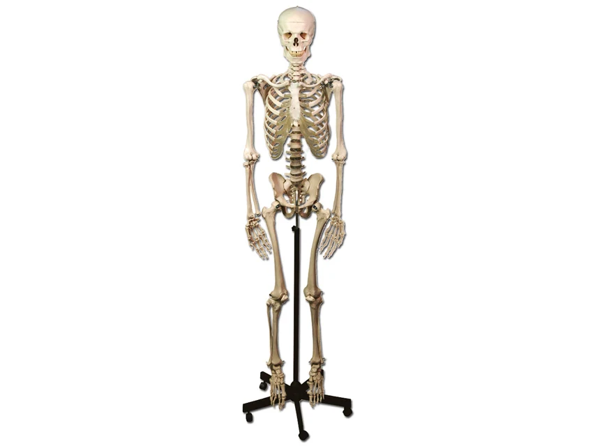 Anatomiskt helkroppsskelett på hjulstativ