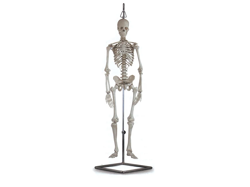 Anatomiskt miniskelett, 80 cm