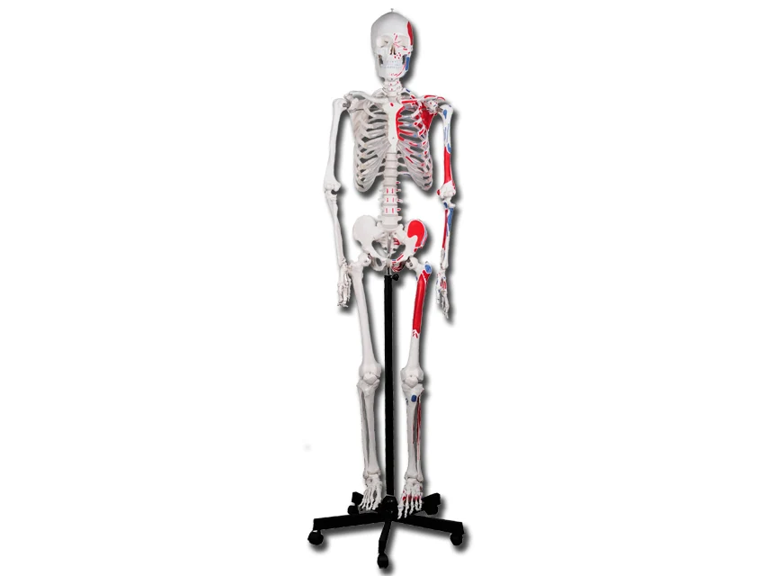Anatomiskt skelett med muskelmarkeringar, 180 cm