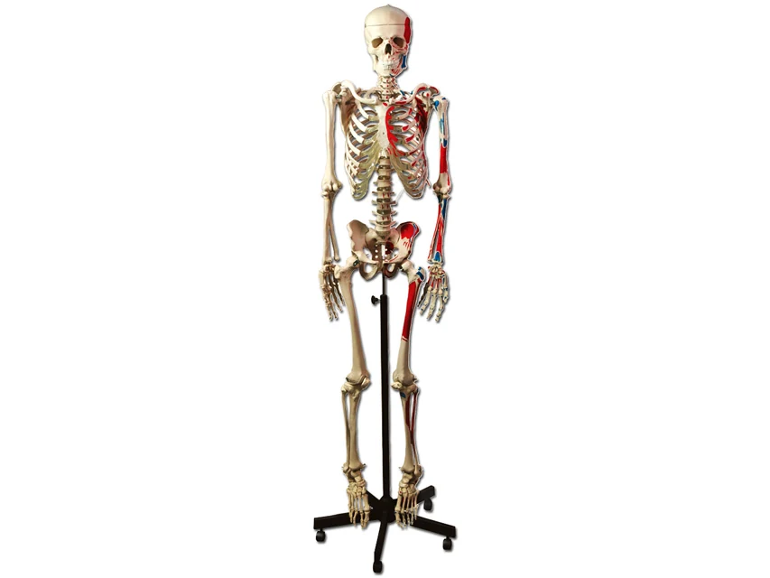 Anatomiskt skelett med muskelmarkeringar