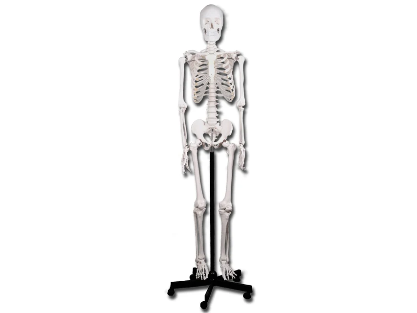 Anatomiskt skelett på hjulstativ, 180 cm