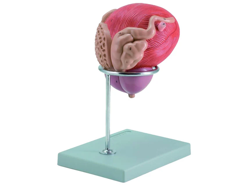 Modell av urinblåsa och prostata